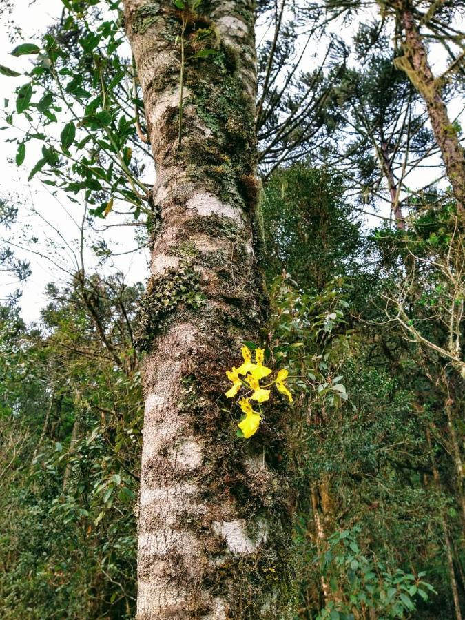 Chales Estancia Cachoeira Do Avencal Urubici Eksteriør bilde